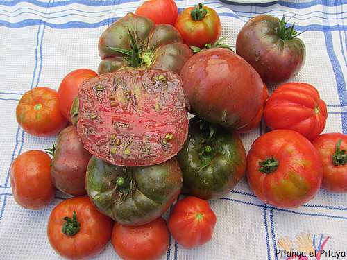 LES TOMATES
