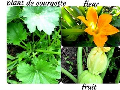 plant et fleur de courgette