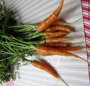 carottes-primeur-du-potager.jpg