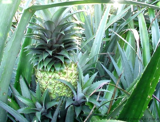 Ananas Madeira