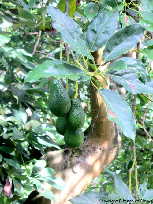 avocat