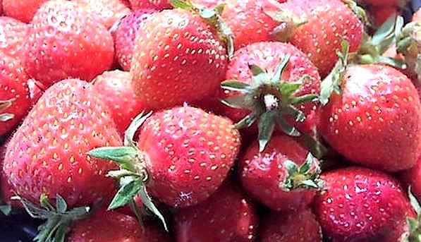 fraises mures du potager
