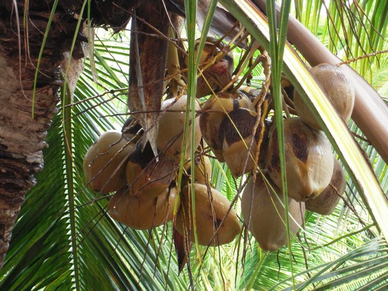 noix de coco