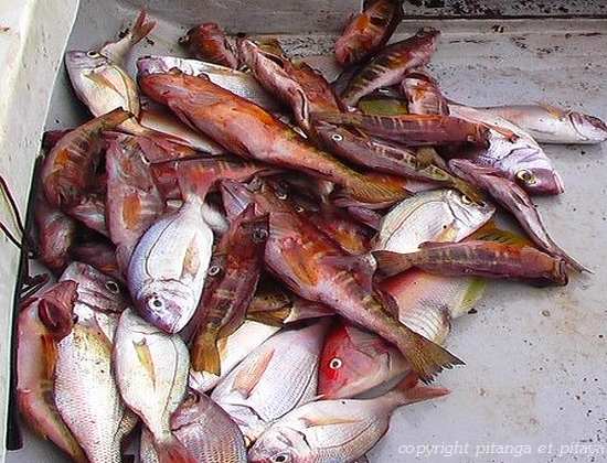 La Bouillabaisse