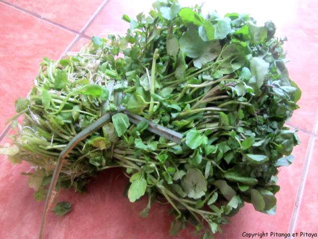Potage au cresson